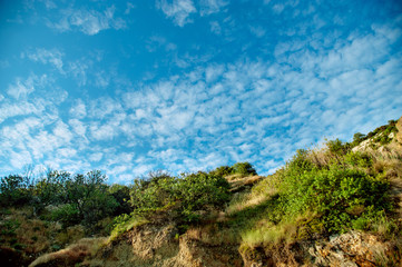 Field trees and blue sky