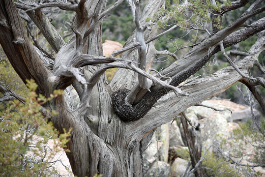 Abgestorbener Baum im Chiricahua National Monument in Arizona, USA