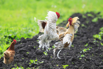  chicken looks like two young lively cock fight over it