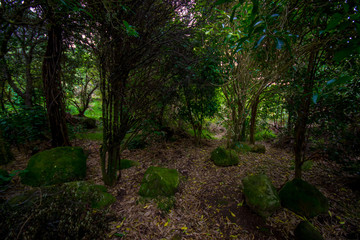 Beautiful forest in cathedral Cove marine reserve on the Coromandel Peninsula in New Zealand