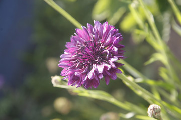 cornflower