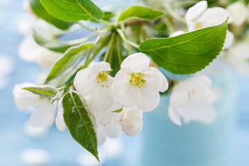 Apple blossom, spring flowering branch on wooden background