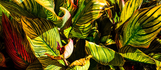 Striped leaves creating a colourful pattern