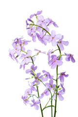 Branch of blooming Hesperes (Night violet) on a clean white background close-up..