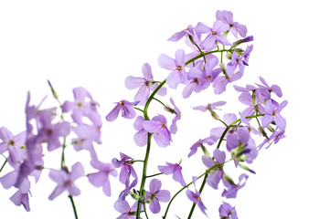 Fototapeta na wymiar Flowers of Hesperes (Night Violet) on a clean white background..