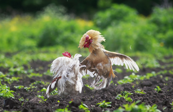 two cocks fighting to spread its wings and feathers and flying high