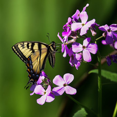 Eastern tiger swallowtail butterfly on Dame's Rocket flower
