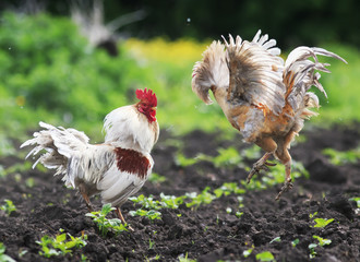  rustic rooster fighting spread its wings and feathers and flying high on the farm yard