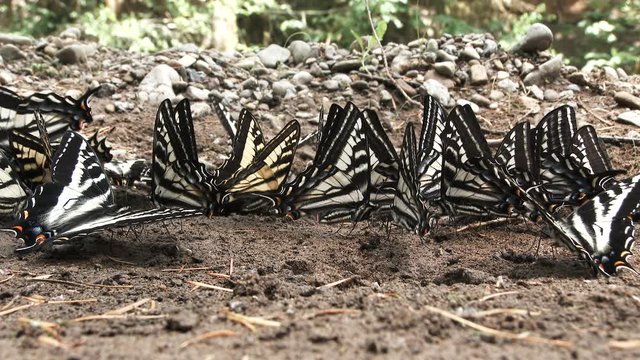Close up on group of western tiger and pale swallowtail butterflies mating in Washington State.