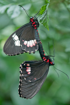 Union Mariposal