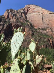 Cactus and Mountain