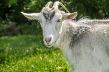 Gray goat with horns