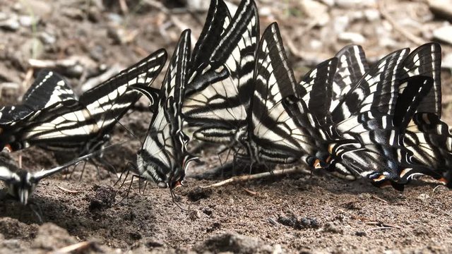 Close up on group of pale swallowtail butterflies mating and then flying away. Captured in Washington State.