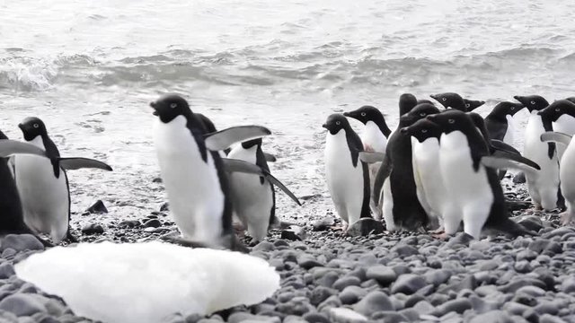 Adelie Penguins on the beach