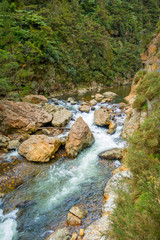 Naklejka na ściany i meble Calm river runs through the forest at Dickey Flat Campsite Karangahake, New Zealand