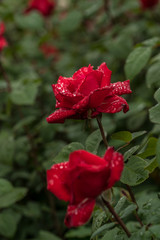 Fototapeta na wymiar Roses in the Rain