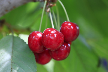 Ripe big cherries
