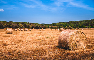 Round bales of straw on a stubble field in Catalonia, Spain
