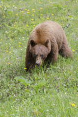 Cinnamon-coloured black bear eating dandelions