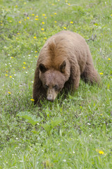 Cinnamon-coloured black bear eating dandelions