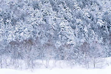 雪山　長野志賀高原の景色