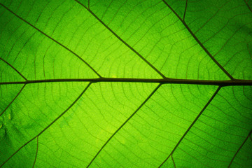 Fototapeta na wymiar Leaf texture pattern for spring background