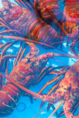 live lobster for sale, Santa Barbara Harbor and Seafood Festival, Santa Barbara, California