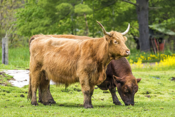 Two brown cows, one with horns, grazing on rustic farmland in springtime