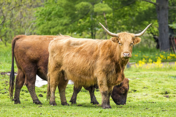 Two brown cows grazing on rustic farm land, one with horns looking at camera