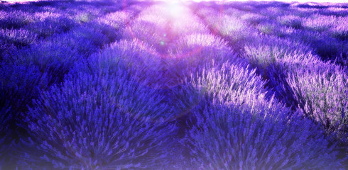 Lavender In Sunflare