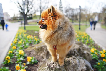 Red Miniature German Spitz dog staying outdoors on a stone in city park at springtime