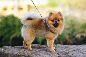 Red Miniature German Spitz dog in a red harness standing outdoors on a stone and holding a pine cone