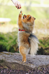 Red Miniature German Spitz dog in a red harness standing up on its hind legs on a stone