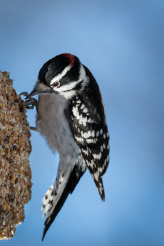 Downy woodpecker - Dryobates pubescens