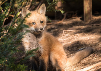 Red Fox – Vulpes Vulpes Pup
