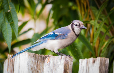 Bluejay - Cyanocitta cristata - Sitting On The Fence 