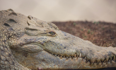 Fototapeta premium Closeup of crocodile in wild environment