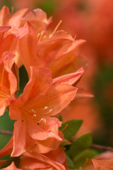 Red/orange rhododendron flowers with green background in park.Spring flowers,spring background/card, red rhododendrons with natural pattern in garden. Copy space. Closeup of flowers background