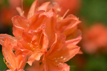 Fototapeta premium Czerwone / pomarańczowe kwiaty rododendronów z zielonym tłem w parku. Wiosenne kwiaty, tło wiosna / karta, czerwone rododendrony z naturalnym wzorem w ogrodzie. Skopiuj miejsce. Zbliżenie kwiatów w tle