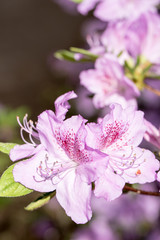 Purple/pink rhododendron flowers with purple background,in park. Spring flowers,spring background/card, Pink rhododendrons with natural pattern in the garden. Copy space. Closeup of flowers background