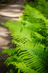 Fern leaves background. A fern in forest. Beautiful green ferns leaves in a garden,  on the sunny...
