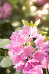 Purple/white rhododendron flowers with green background,in park.Spring flowers,spring background/card, Rhododendrons with natural pattern in the garden. Copy space. Closeup of flowers background