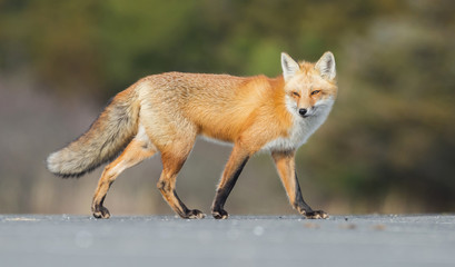 Obraz premium Red Fox