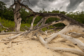 Fototapeta na wymiar Les plages suite au passage d'un cyclone