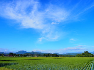 初夏の水田