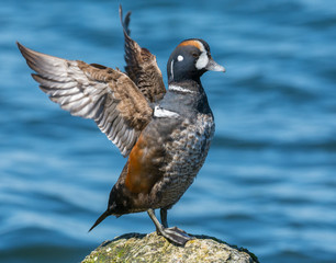 Fototapeta premium Harlequin Duck