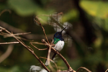 White necked Jacobin known as Florisuga mellivora