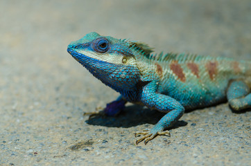 blue crested lizard in tropical forest, thailand