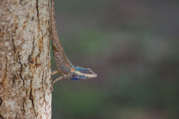 blue crested lizard in tropical forest, thailand