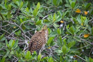 cormoran cendré